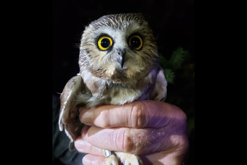 Saw-whet Owls are one of many species in Alberta whose migration schedules have been disrupted by climate change and more frequent severe weather events.
