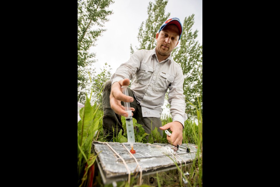 AIR SAMPLE – U of A student Michael Carson extracts gas from a sampler unit at a test site between Morinville and Legal. Carson is part of a team studying how trees and biochar can help/harm carbon storage on farms. Their hope is to find techniques that boost carbon storage, which would improve crop yields and reduce global heating.  