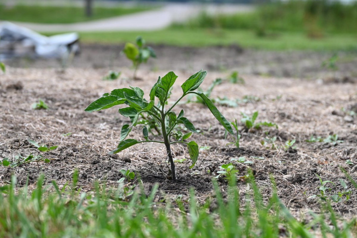 The Stratford District Secondary School’s community garden has started, beginning this past spring, and the first of its plants have begun to sprout
