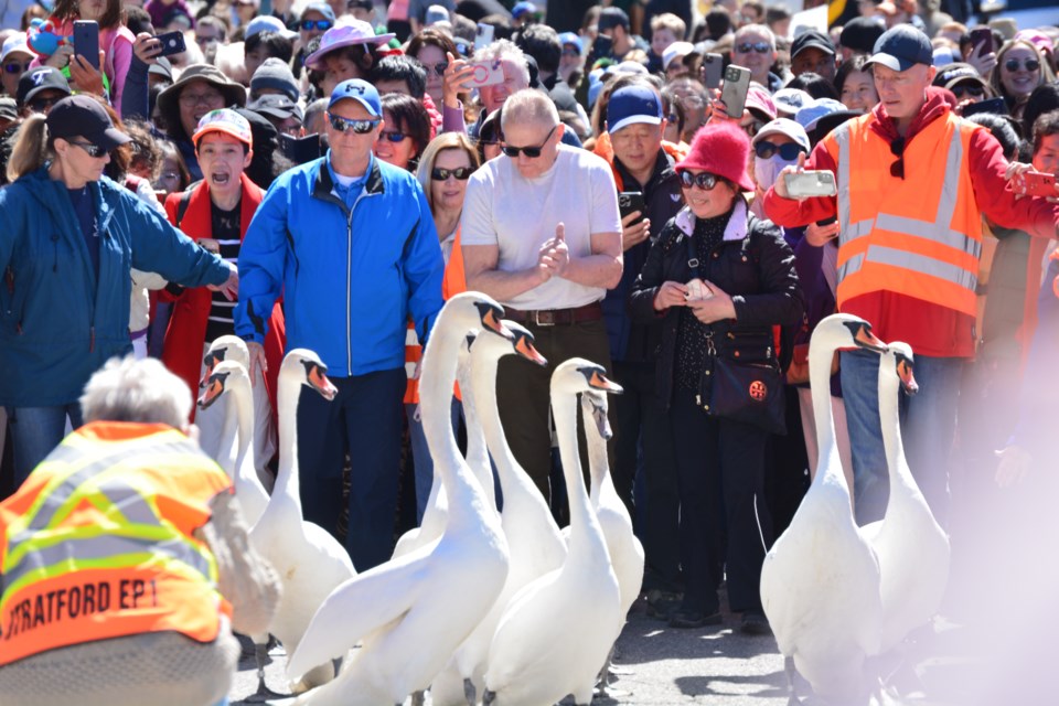 The swans are released in the annual celebration. The swan release takes place on the first Sunday of April each year, with crowds of people leading the swans from their winter enclosure behind the William Allman Memorial Arena to Lake Victoria. 