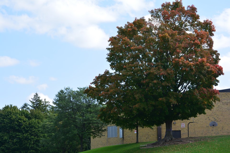 treeoftheyear232