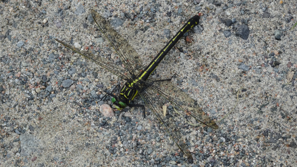 040821_Linda-Derkacz-dragonfly seen on trail hike.jpg