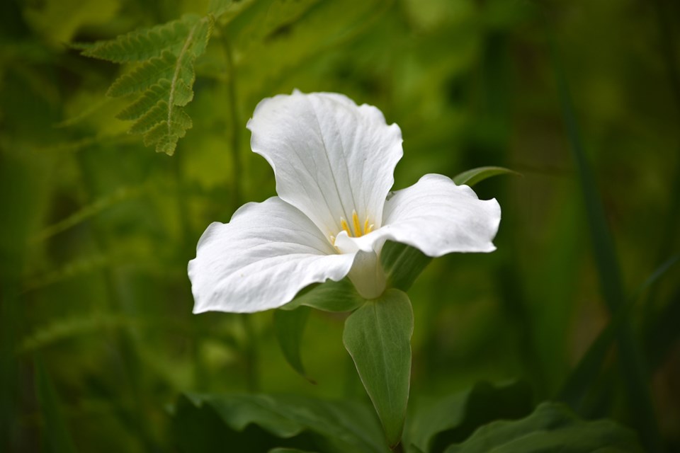 Our thanks to a Sudbury.Com reader who submitted this photo of Ontario's provincial flower -- the trillium.
Sudbury.com welcomes submissions of local photography for publication with our morning greeting. Send yours to editor@sudbury.com.