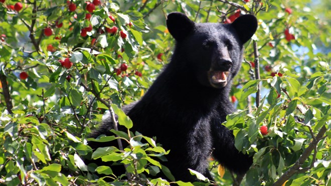 Sudbury.com reader Laurie Milling sent us these photos of a bear cub that she spotted in her crabapple tree near Little Lake Panache last weekend. Supplied photos