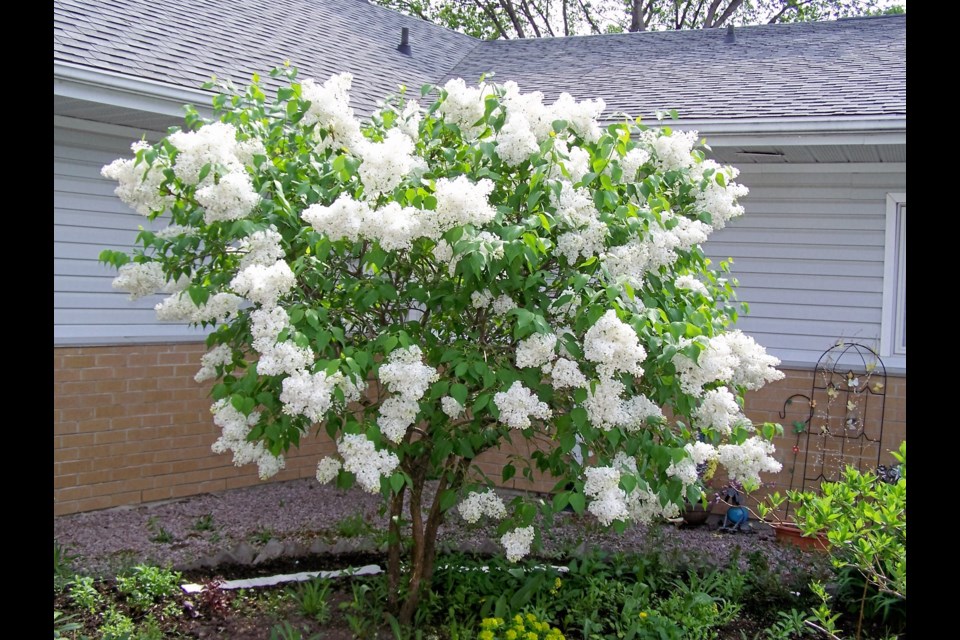 Jim Dufour of Sudbury shared this lovely photograph of a white lilac bush in full bloom. Ah, spring — is there anything lovelier? If you have an image to share with Sudbury.com, simply click the "Share your" link on our homepage!