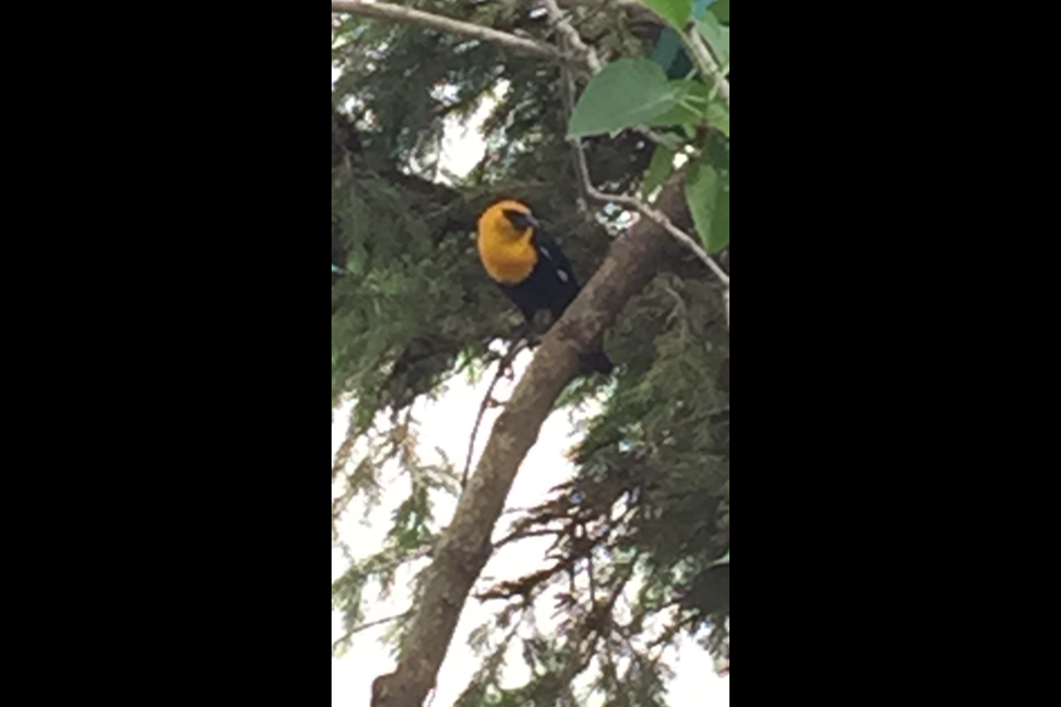 Jennifer MacLean shared this photo she snapped of a "surprise visit from a yellow headed blackbird"  in Sudbury,