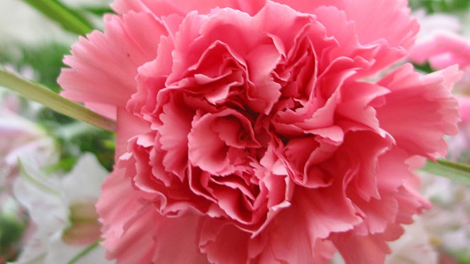 040516_carnations660