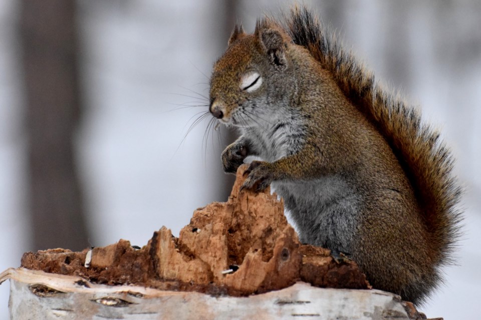 080422_praying red squirrel f pk apr 2022 blomme mark