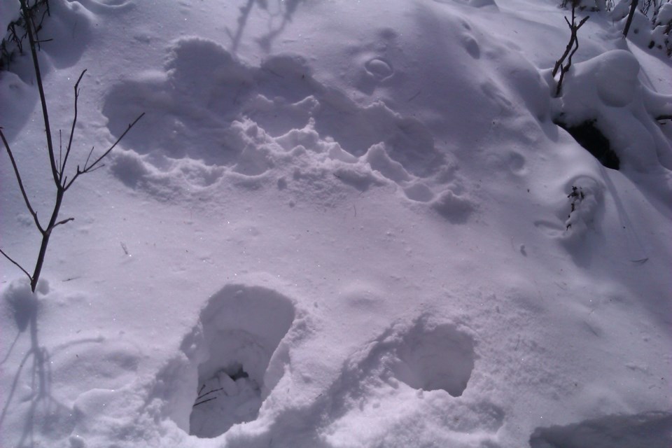 Viki Mather sent us these photos of moose tracks in the deep snow. (Supplied)