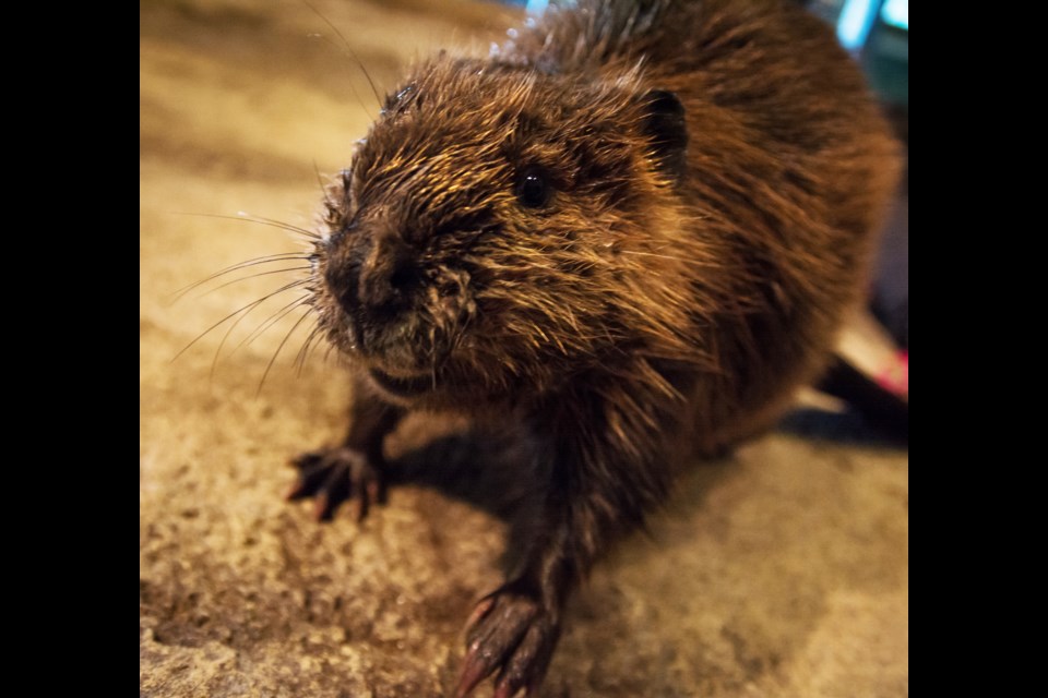 Science North wants your help naming its new beaver. There are three options available. Supplied photo