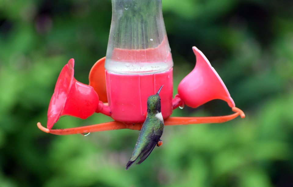120917_CB_birdman-hummingbird