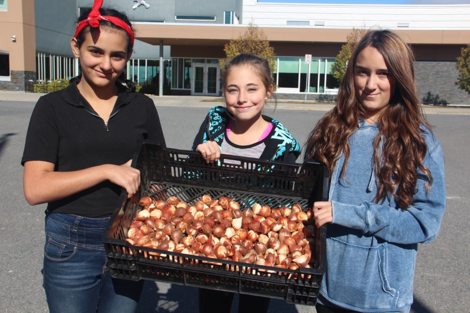 Valley View Public School Grade 7 students (from left) Lara El-Darazi, Chelsea Leduc and Apollonia Gil-Alfau planted tulip bulbs on school grounds in the shape of a Canada flag Oct. 13. Photo by Heidi Ulrichsen.