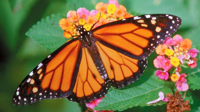 150616_monarch_butterfly