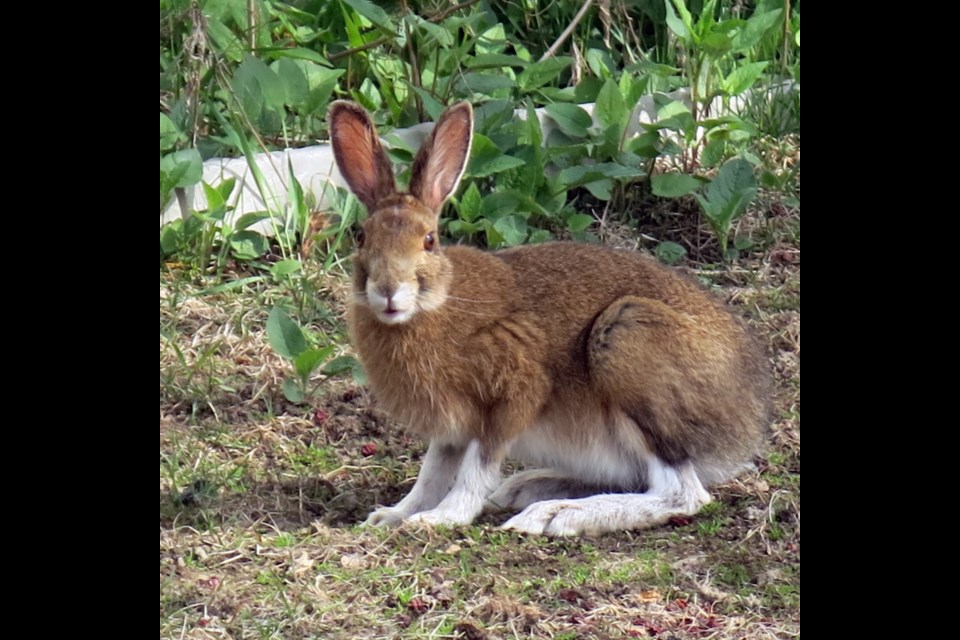 Reader Dena Morrison shared this image of a rabbit out enjoying the gorgeous spring weather. The image was taken by her neighbour, Larry Paquette.               