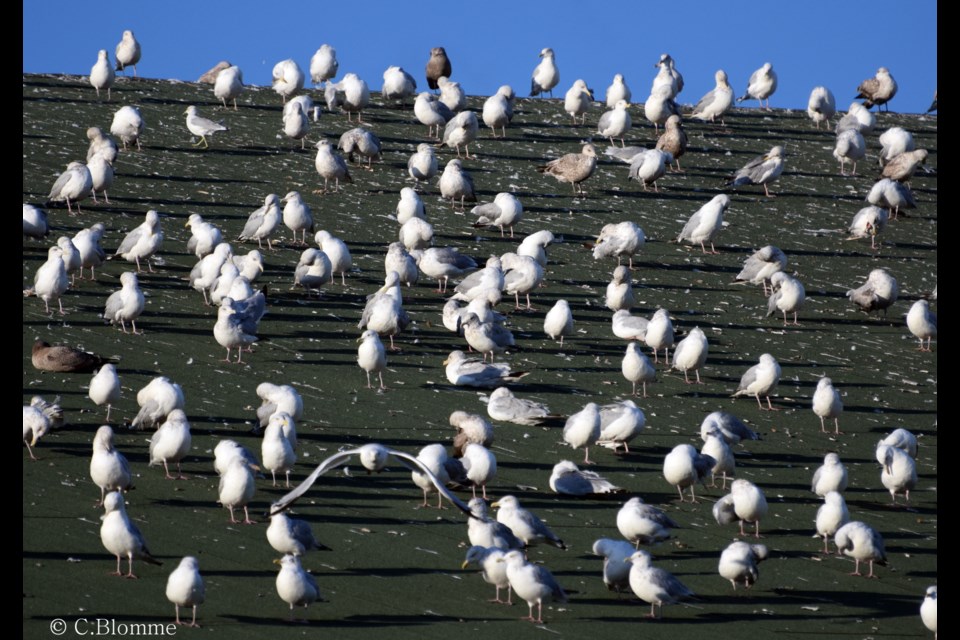 In the large groups of gulls that congregate on some roofs and water bodies can be seen, occasionally, a glimpse of visitors from outside the region. Photo: Chris Blomme