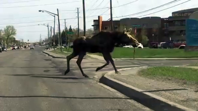 A moose crosses Notre Dame Avenue near Pioneer Manor on May 23, 2018. (Screen Capture/92.7 Rock)
