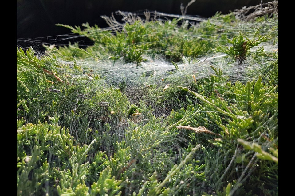 Danika Schroeder snapped this image of a spider's web weaving through a bush at Fielding Memorial Park. Sudbury.com welcomes submissions of local photography. Send high-resolution images to apickard@sudbury.com or share through the 