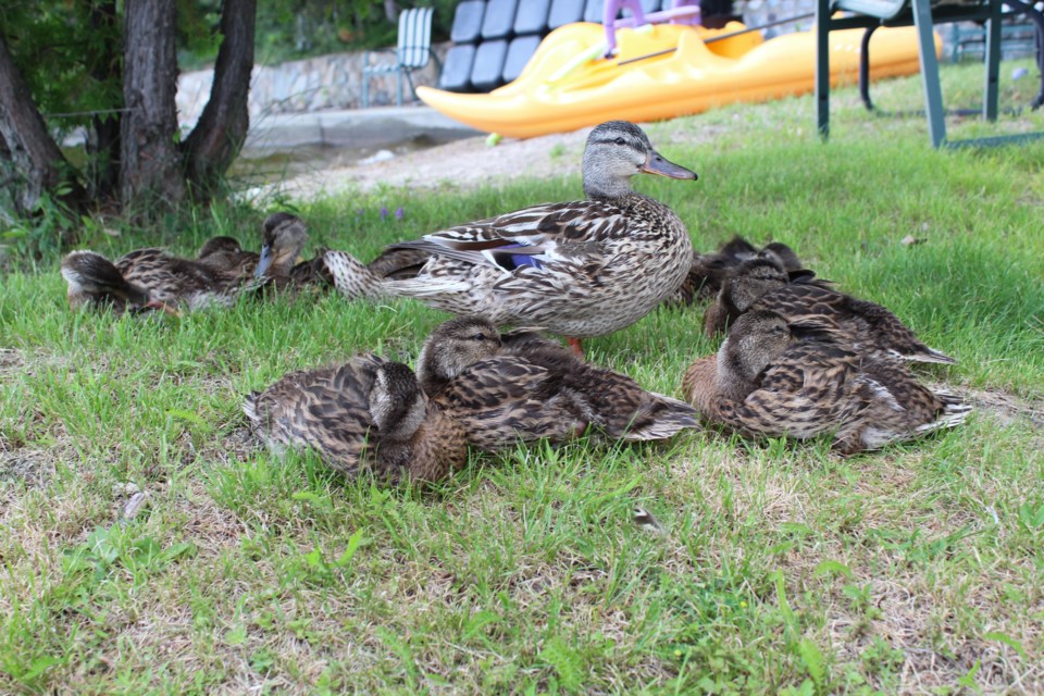 Deidre Specht shared this image of a family of ducks hanging out in Bell Park on a hot July day. 