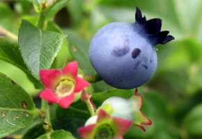 blueberry_290