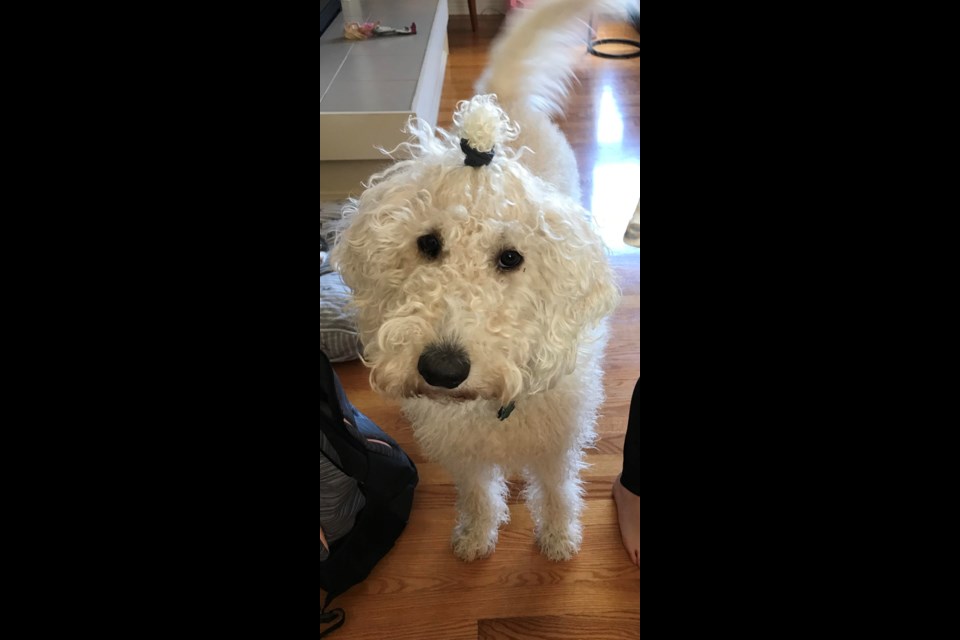 Melissa Little sent us this darling pic of her dog Lucy, who is sporting a hair elastic these days because she really needs a haircut. (Supplied/Melissa Little)