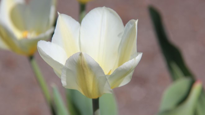 Tulip660