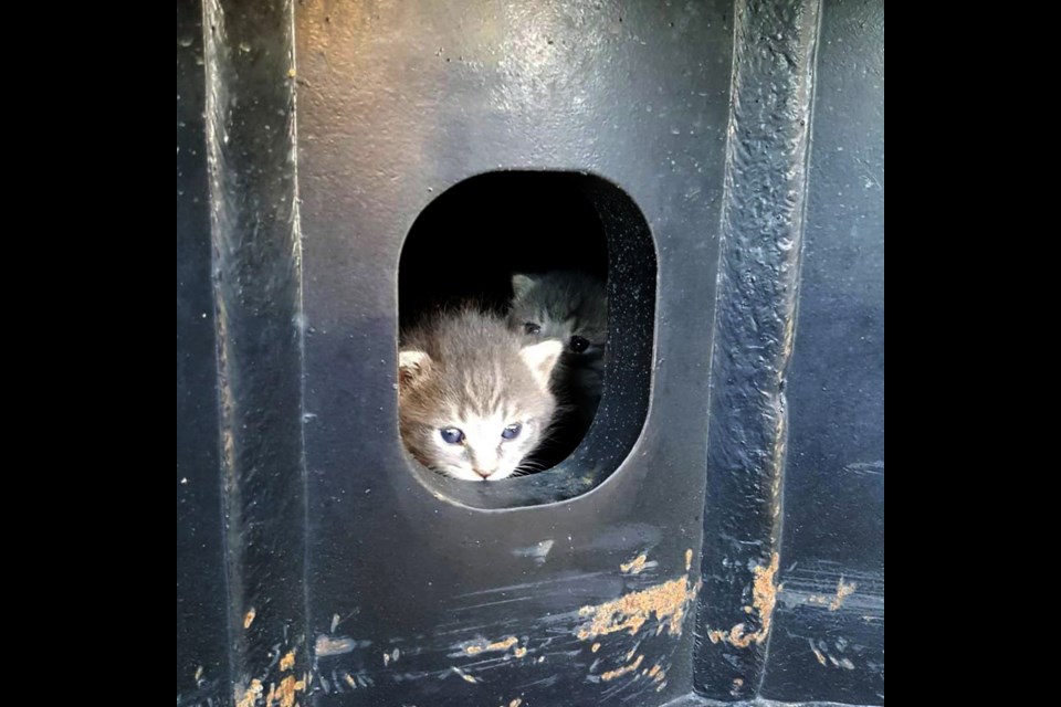 The kittens after they were found by the construction workers. (Supplied)