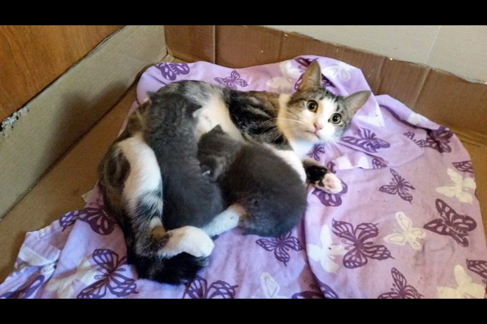 A mother cat who had recently weaned her own brood is now nursing the two kittens found in the excavator. (Supplied)