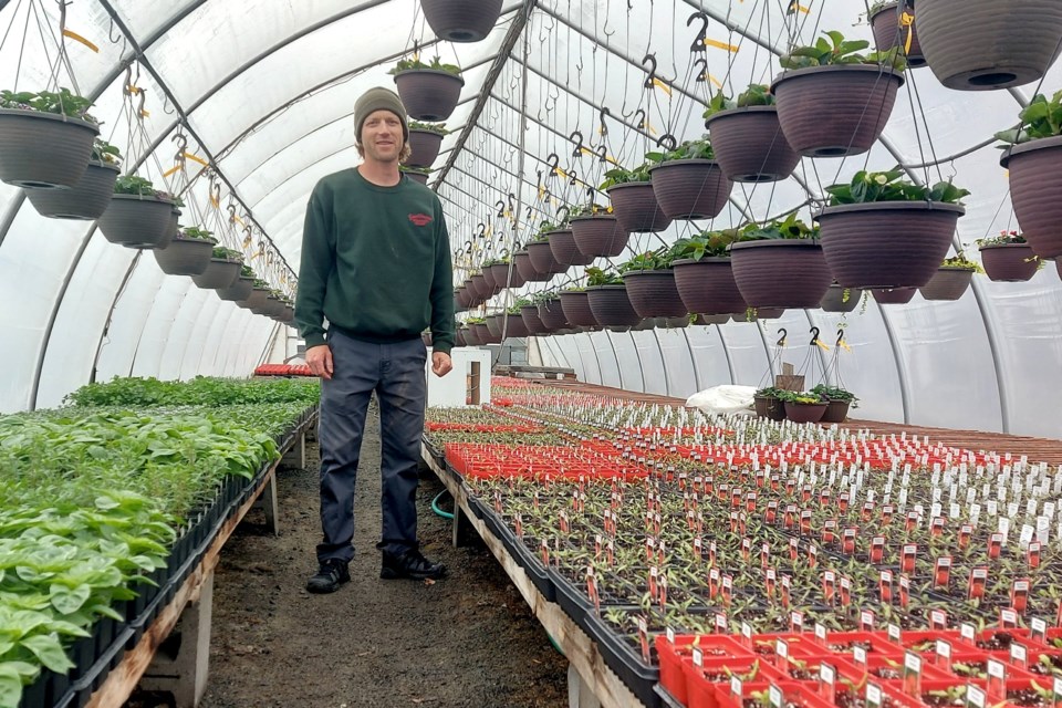 Current owner Charlie Reid stands with almost half a greenhouse full of different tomato varieties growing in greenhouse 1 that will be set aside for vegetables this upcoming season.  The hanging baskets overhead are also benefiting from the warmth in the greenhouse right now in preparation of opening day May 3. 