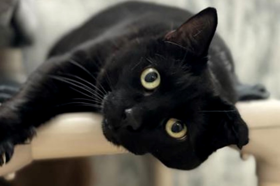010525_pets-animals-cat-adoption-timmy