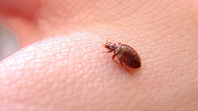 010817_bed_bug-thumb