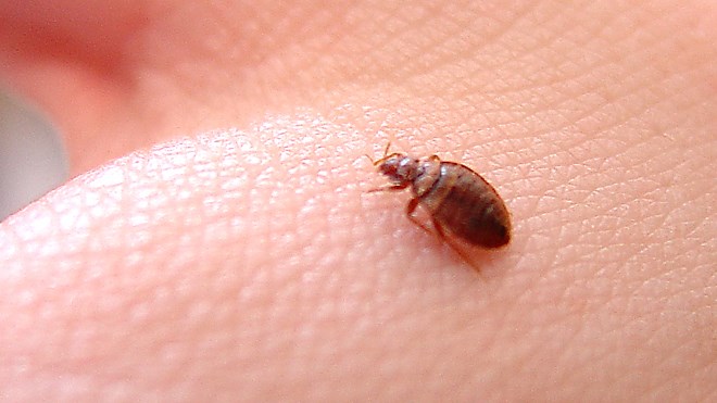 010817_bed_bug-thumb