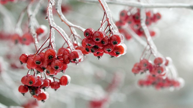 011116_frozen_berries