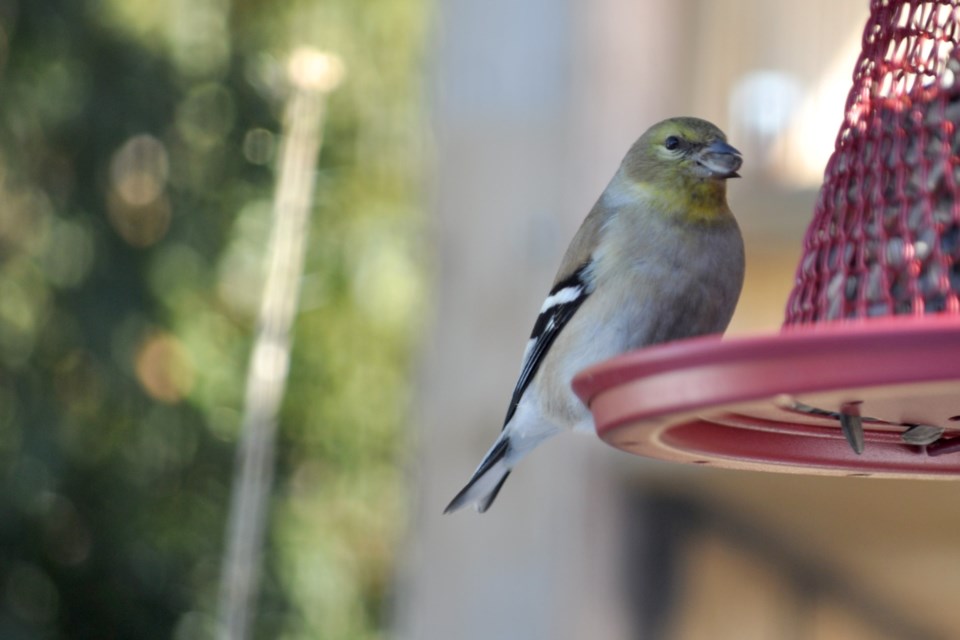 020222_linda-couture finch2
