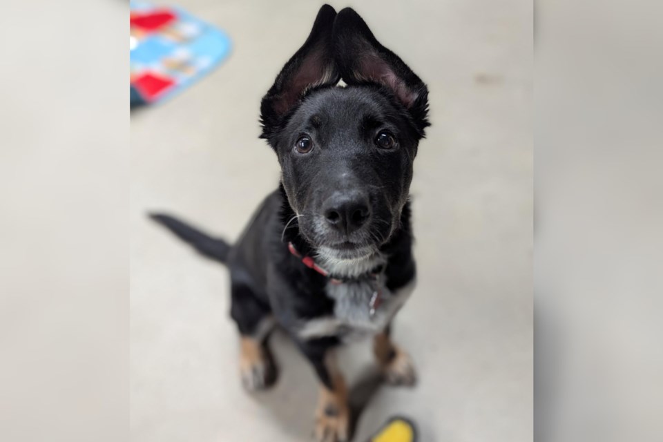 020425_miller_spca