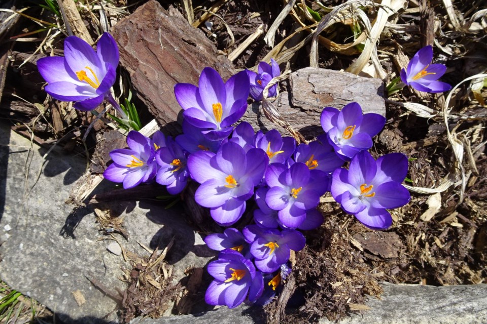 These bright purple crocus flowers. Sudbury.com welcomes submissions of local photography for publication with our morning greeting. Send yours to editor@sudbury.com.