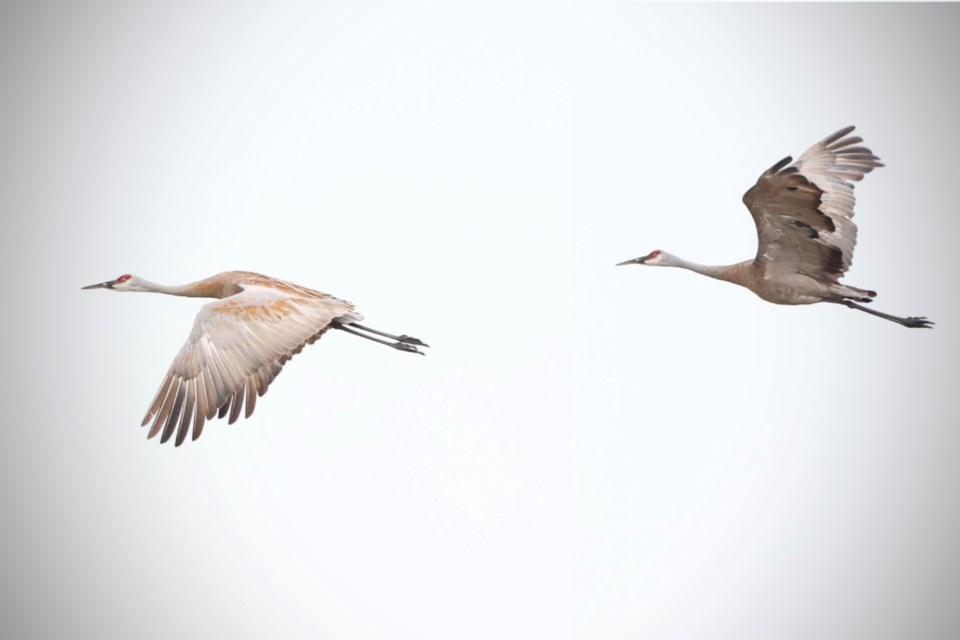 021122_morgan-wilson-sandhill-cranes-august-image