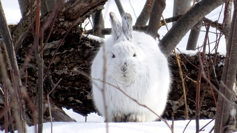 021221_linda-derkacz-snowy rabbit crop
