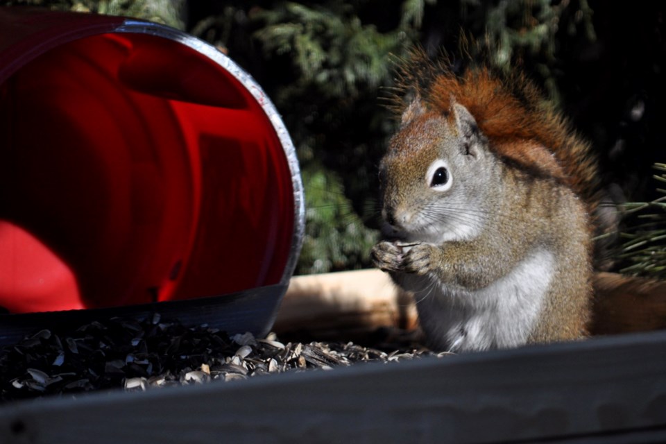 030322_linda-couture squirrel at feeder