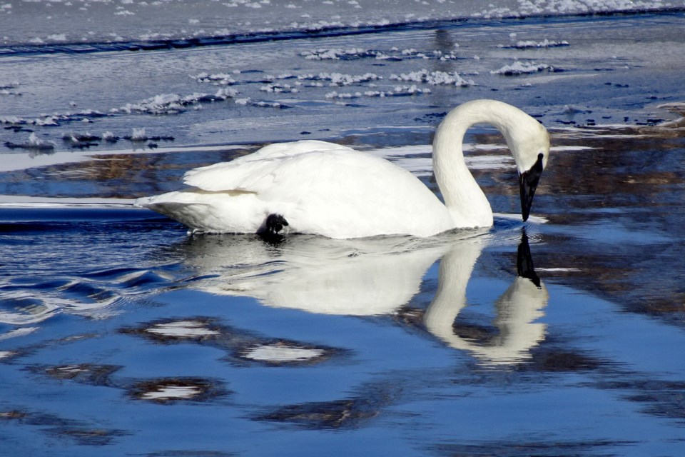 030322_linda-derkacz swans at fielding park