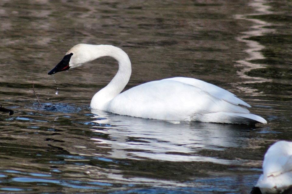 030424_tc_swan-2