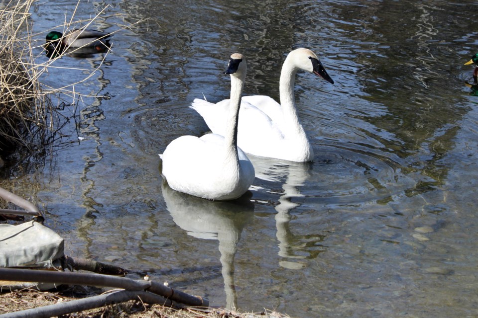 030424_tc_swan-3