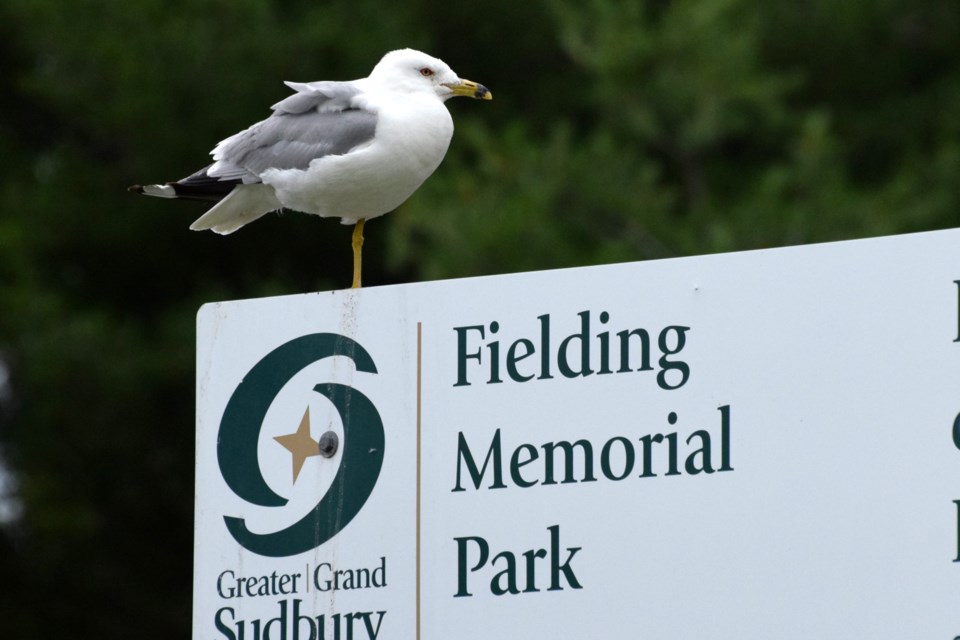 040822_chris-blomme-seagull-Fielding-Memorial-Park