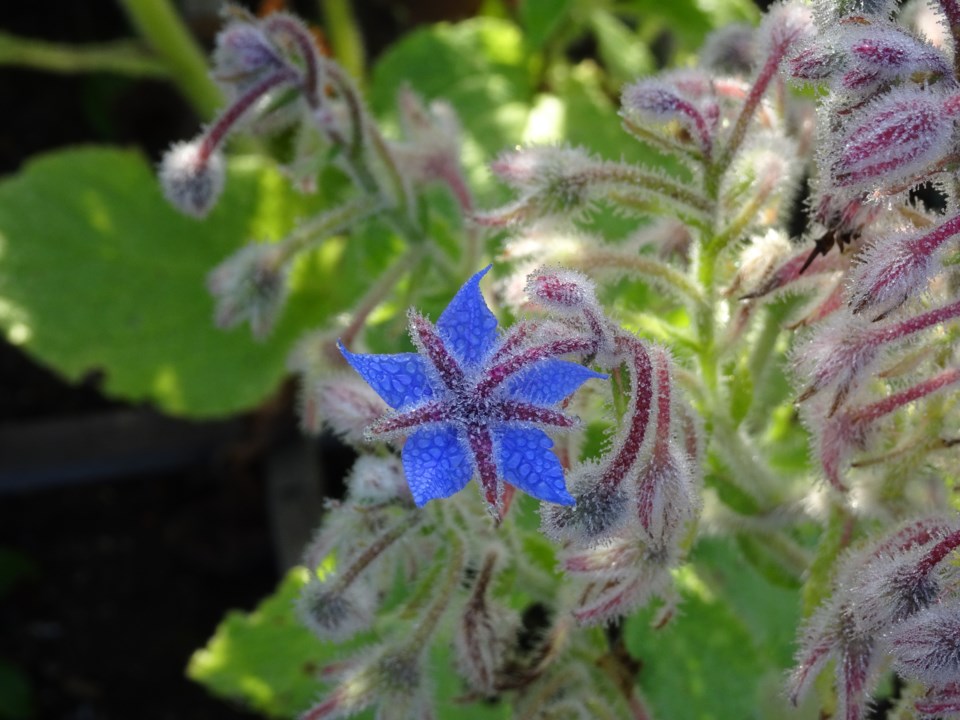 041121_linda-derkacz-frost on a plant