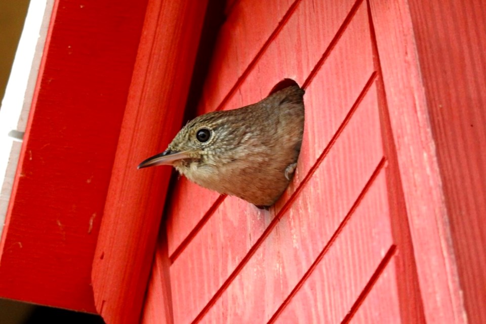 050623_linda-derkacz-peekaboo-wren