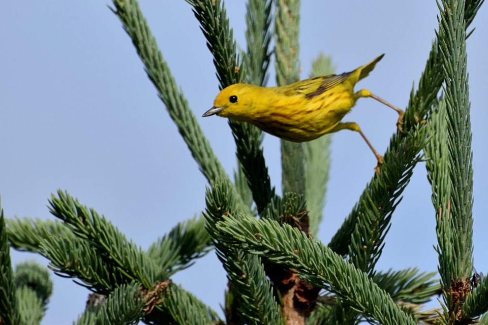 050722_chris blomme yellow warbler take off fielding park