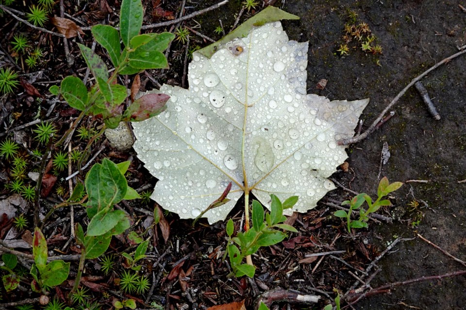 050822_linda-derkazc-wet-maple-leaf