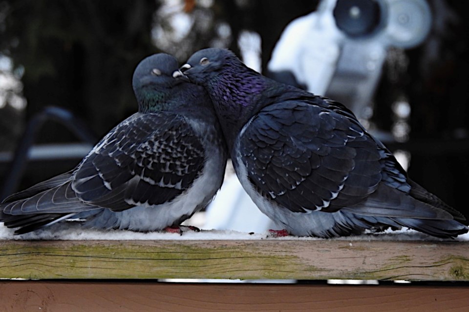 060223_louise-gaudet-pigeon-love