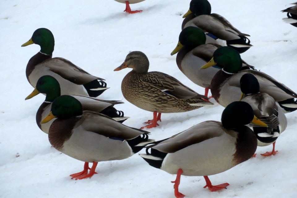 060323_chris-blomme-female-duck-suitors