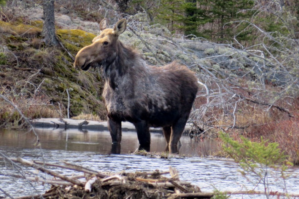 060522_denise kitchin moose