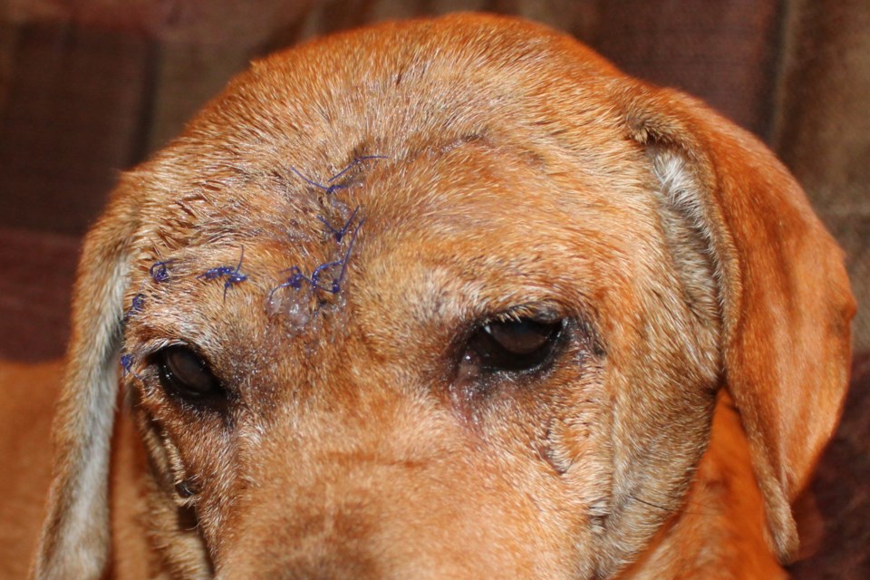 060624_tc_dog_attacks-7